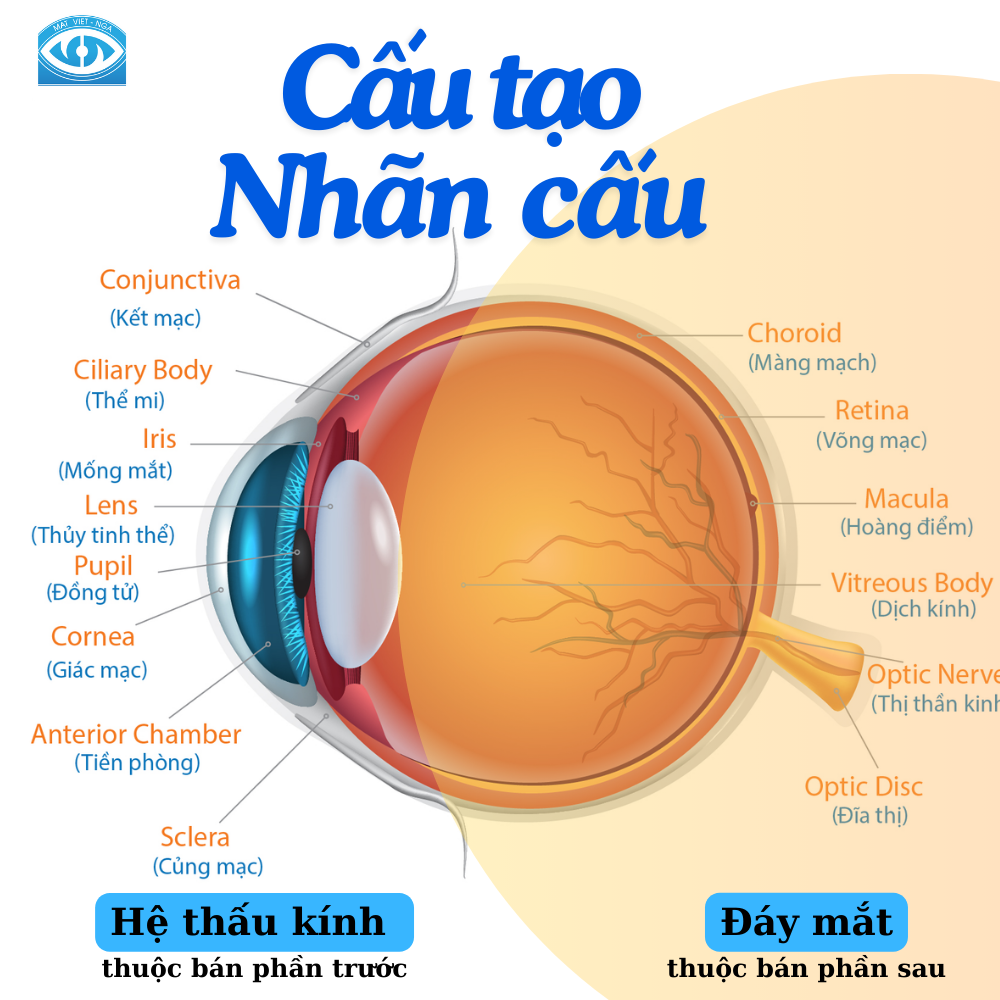 Cấu tạo nhãn cầu